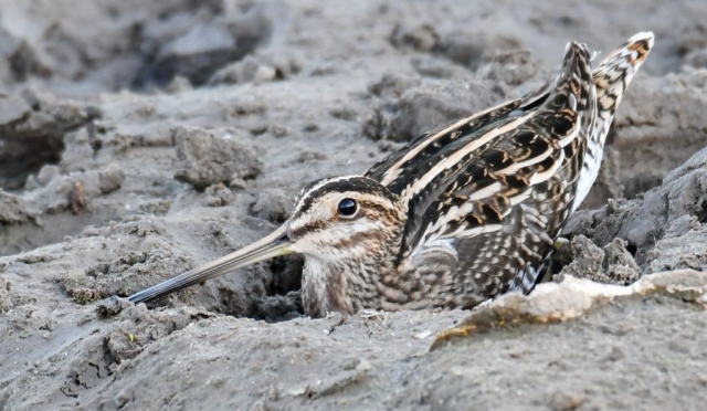 Becatina comuna cuib