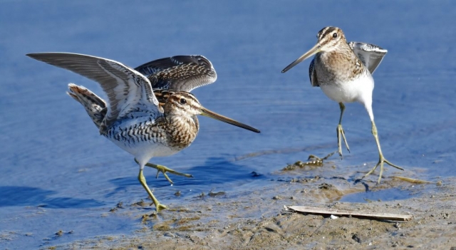 Becatina comuna decoland