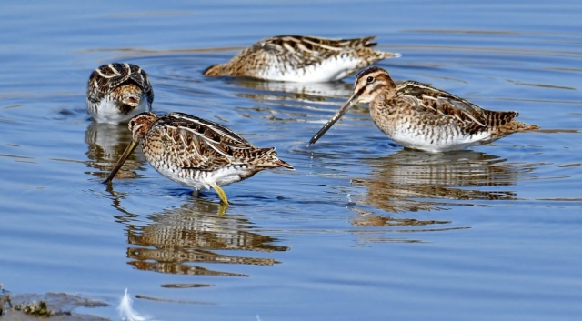 Becatina comuna grup