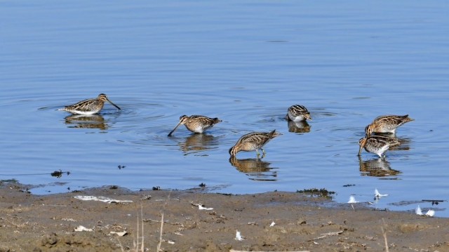 Becatina comuna grup 2