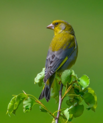 Florinte în vârf de creangă
