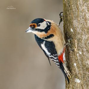 Ciocănitoare pestriță mare (Dendrocopos major) pe trunchiul unui copac