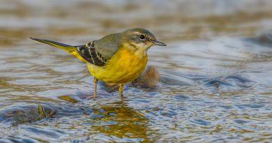 Codobatură de munte ( Motacilla cinerea ) mhf.ro