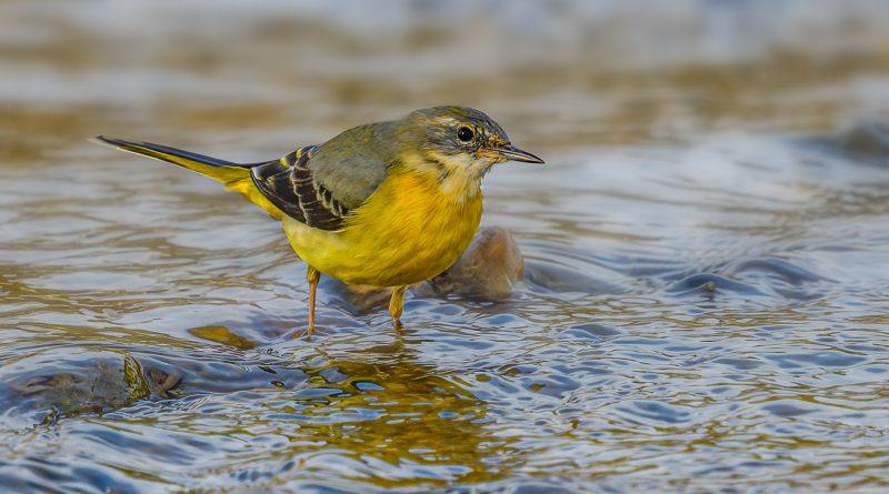 Codobatură de munte ( Motacilla cinerea ) mhf.ro