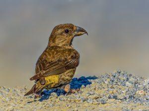 Forfecuță, păsări mhf.ro