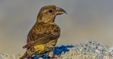 Forfecuță, păsări mhf.ro