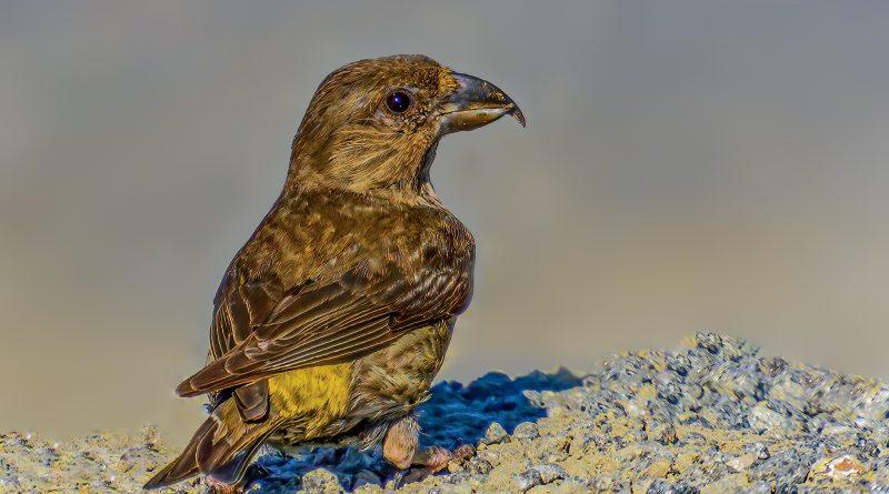 Forfecuță, păsări mhf.ro