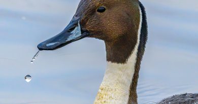 Fotografi www.mhf.ro