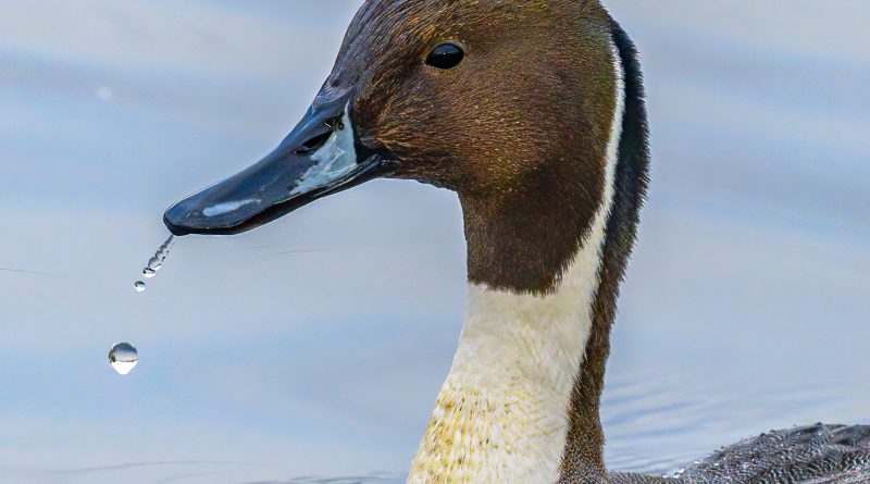 Fotografi www.mhf.ro