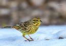 Presură galbenă ( Emberiza citrinella ) în zăpadă.