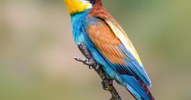 Prigorie ( Merops apiaster )