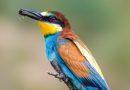 Prigorie ( Merops apiaster )